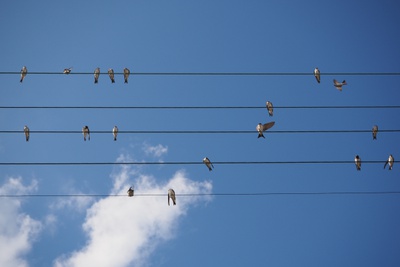 ORTE_tiere_brauchen_haeuser – © Heidrun Schlögl ORTE_tiere_brauchen_haeuser